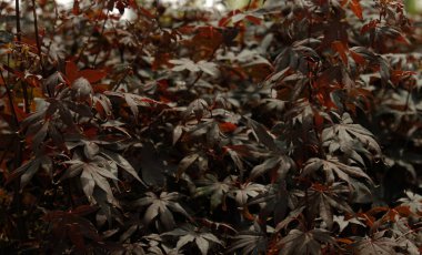 Japon akçaağaç ağacının güzel, sıcak kırmızı yaprakları - Acer Palmatum Atropurpureum (Fireglow). Japon akçaağaç yaprakları, soyut doğal arkaplan. Asgari, şık, eğilim konsepti.