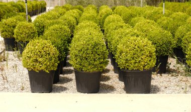 Small shrubs of the evergreen boxwood in transport pots in a garden store. Plants for landscaping a park, square or garden area. Gardening concept. Selective focus clipart