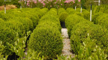 Bahçe dükkanındaki taşıma saksılarında her zaman yeşil olan boxwood 'ların küçük çalıları. Parkı, meydanı ya da bahçeyi düzenlemek için bitkiler. Bahçe işleri konsepti. Seçici odak