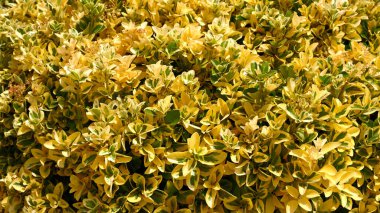 Abstract natural background of green and yellow leaves. Gold Variegated Japanese Euonymus, Beresclet Forchun, Aureomarginatus. Gardening concept. Minimal, stylish, trend concept.  clipart