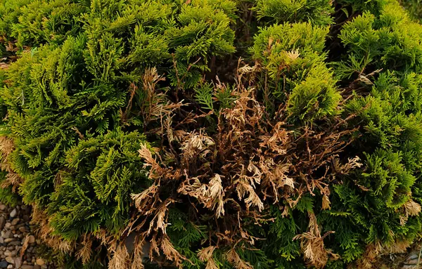 stock image The thuja tree dries up, turns yellow and brown. Dry dying plant Thuja in the garden. Green coniferous tree with some dried branches. Thuja occidentalis Mirjam.