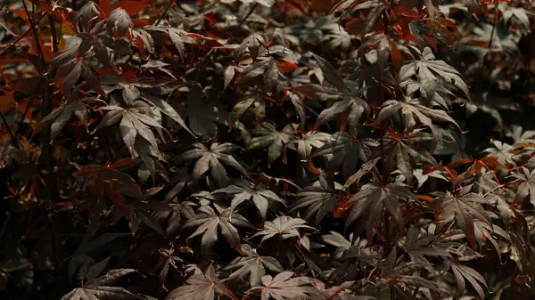 stock image Beautiful bright warm red leaves of a Japanese Maple tree - Acer Palmatum Atropurpureum (Fireglow). Red leaves of Japanese Maple Tree, Abstract natural background. Minimal, stylish, trend concept.