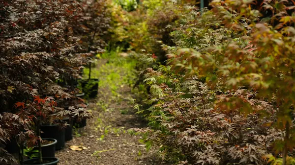 stock image Shrubs of red leaves of japanese maple - Acer Palmatum Atropurpureum in transport pots in a garden store. Plants for landscaping a park, square or garden area. Gardening concept. Selective focus