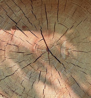 Yıllık halkaları ve çatlakları olan mükemmel yuvarlak ağaç. Ahşap dokular. Kütük kalıplarını kes, kahverengi doğal arka plan. Ahşap desenli arka plan.