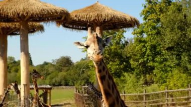 Zürafa ağaç dalları yer. Zürafaların portresi kameraya bakıyor, ön manzara. Zürafa Zürafa camelopardalis, Afrika 'nın tek parmaklı tek parmaklı memelisidir..