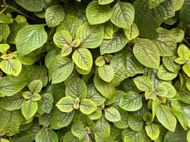 Plectranthus purpuratus or purple swedish ivy plant. Green leaves background. Nerved leaves with purple edges. Fresh and intense green.  clipart