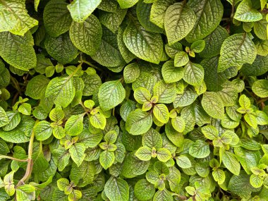 Plectranthus purpuratus or purple swedish ivy plant. Green leaves background. Nerved leaves with purple edges. Fresh and intense green.  clipart