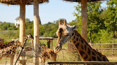 Zürafa ağaç dalları yer. Zürafanın portresi kameraya bakıyor, ön manzara. Zürafa (Giraffa camelopardalis), Afrika 'nın en uzun ve en büyük geviş getiren memelisidir..