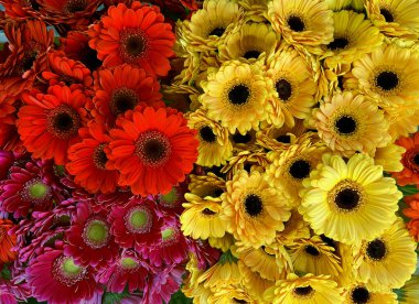 Çiçek açan kırmızı ve sarı gerberaları olan güzel bir afiş. Kırmızı ve sarı çiçek tomurcuklarına yakın plan, soyut yumuşak çiçek arkaplanı.