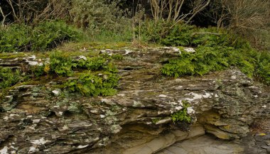 Doğanın gizemli köşesi, yosun ve eğreltiotlarıyla kaplı ıslak kaya. Doğal taş ve yeşil yosun, eğrelti otu yaprakları. Mal ve kozmetik sunumu için taş podyumda yeşil yosun.