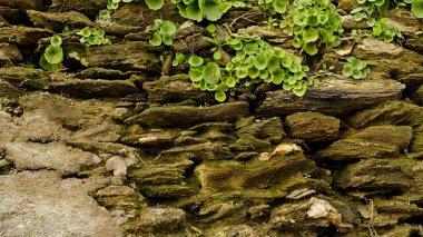 Çatlaklar arasında büyüyen canlı yeşil bitkilerle dolu taş bir duvar. Sert, gri taş ve yumuşak, yeşil yapraklar arasındaki zıtlık. Botanik, doğa ve tasarım projeleri için ideal.