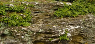 Doğanın gizemli köşesi, yosun ve eğreltiotlarıyla kaplı ıslak kaya. Doğal taş ve yeşil yosun, eğrelti otu yaprakları. Mal ve kozmetik sunumu için taş podyumda yeşil yosun.