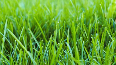 Yakın plan yeşil çimenler, çimen bahçesinin doğal yeşil arkaplan dokusu. Çimenlerin yemyeşil yaprakları çerçeveyi dolduruyor. Futbol sahası, çim golf sahaları..