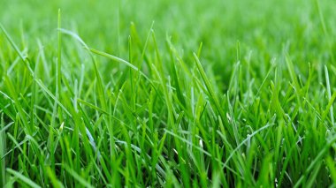 Yakın plan yeşil çimenler, çimen bahçesinin doğal yeşil arkaplan dokusu. Çimenlerin yemyeşil yaprakları çerçeveyi dolduruyor. Futbol sahası, çim golf sahaları..