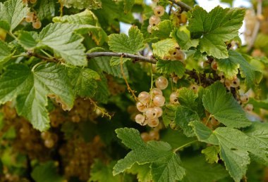 Dalında yemyeşil yaprakları olan olgun beyaz frenk üzümü kümeleri. Beyaz frenk üzümü üzümü, gün ışığıyla aydınlatılır. Hasat, sağlıklı beslenme ve bahçe işleriyle ilgili projeler için mükemmel.