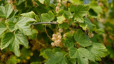 Clusters of ripe white currants on branch with lush green leaves. Berries of white currant translucent illuminated by sunlight. Perfect for projects related to harvest, healthy eating or gardening clipart