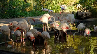 Pembe flamingo sürüsü yemyeşil sularla çevrili sakin bir gölette yüzüyor. Kuşlar su içip tüylerini temizliyorlar. Tropik bitkiler, alacakaranlık, yumuşak ışık.