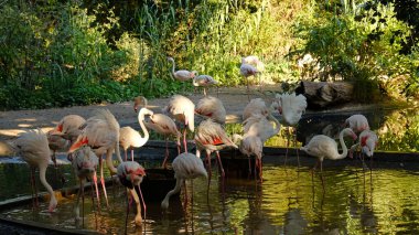 Pembe flamingo sürüsü yemyeşil sularla çevrili sakin bir gölette yüzüyor. Kuşlar su içip tüylerini temizliyorlar. Tropik bitkiler, alacakaranlık, yumuşak ışık.