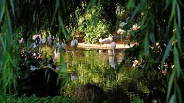 Pembe flamingo sürüsü yemyeşil sularla çevrili sakin bir gölette yüzüyor. Kuşlar su içip tüylerini temizliyorlar. Tropik bitkiler, alacakaranlık, yumuşak ışık.