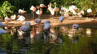 Pembe flamingo sürüsü yemyeşil sularla çevrili sakin bir gölette yüzüyor. Kuşlar su içip tüylerini temizliyorlar. Tropik bitkiler, alacakaranlık, yumuşak ışık.