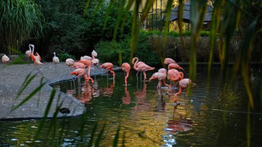 Pembe flamingo sürüsü yemyeşil sularla çevrili sakin bir gölette yüzüyor. Kuşlar su içip tüylerini temizliyorlar. Tropik bitkiler, alacakaranlık, yumuşak ışık.