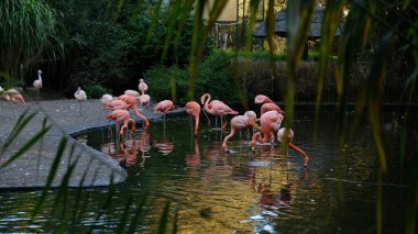 Pembe flamingo sürüsü yemyeşil sularla çevrili sakin bir gölette yüzüyor. Kuşlar su içip tüylerini temizliyorlar. Tropik bitkiler, alacakaranlık, yumuşak ışık.