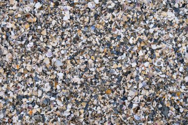 Kırık deniz kabuğu parçaları ve deniz kabuğu kırıntılarıyla kaplı plaj manzarası. Değişik şekil ve renklerde parçalanmış kabuk parçaları olan doğal doku. Arka planlar, doğa temaları ve kıyı tasarımları için.