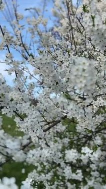 İlkbaharın başlarında açan kiraz eriği ağacından bir dal. Seçici odaklanma. Rüzgarda sallanan beyaz çiçekli dallar.