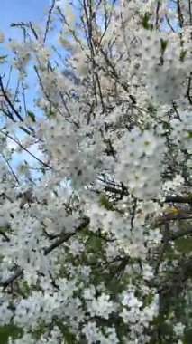 İlkbaharın başlarında açan kiraz eriği ağacından bir dal. Seçici odaklanma. Rüzgarda sallanan beyaz çiçekli dallar.