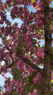 Baharda Sakura ağacının çiçek açan pembe çiçekleri. Çiçek açmış kiraz çiçekleri. Hanami Festivali ulusal bir Japon geleneğidir. Doğal çiçek bahar arkaplanı, dikey video.