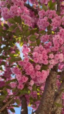 Baharın başlarında Sakura ağacının çiçek açan pembe çiçekleri. Çiçek açmış kiraz çiçekleri. Hanami Festivali ulusal bir Japon geleneğidir. Doğal çiçek bahar arkaplanı