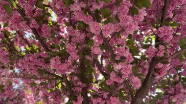 Baharda Sakura ağacının çiçek açan pembe çiçekleri. Çiçek açmış kiraz çiçekleri. Hanami Festivali ulusal bir Japon geleneğidir. Doğal çiçekli bahar arkaplanı, yatay video