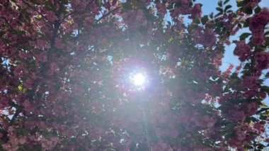 Baharda Sakura ağacının çiçek açan pembe çiçekleri. Çiçek açmış kiraz çiçekleri. Hanami Festivali ulusal bir Japon geleneğidir. Doğal çiçek bahar arkaplanı. Yapraklar arasında güneş ışınları.