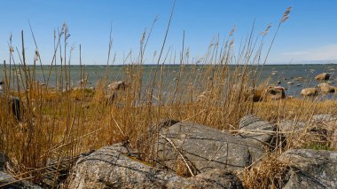 Dağılmış kayaları ve açık mavi gökyüzünün altında kuru otları olan kayalık deniz kıyıları. Sakin deniz suyu, güneşli bir günde sert kıyı manzarasıyla renksiz renklerle karşılaşır. Minimalist, şık ve modaya uygun bir kavram.