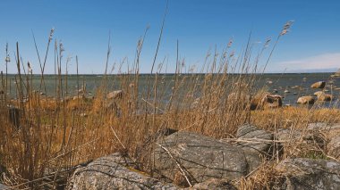 Dağılmış kayaları ve açık mavi gökyüzünün altında kuru otları olan kayalık deniz kıyıları. Sakin deniz suyu, güneşli bir günde sert kıyı manzarasıyla renksiz renklerle karşılaşır. Minimalist, şık ve modaya uygun bir kavram.