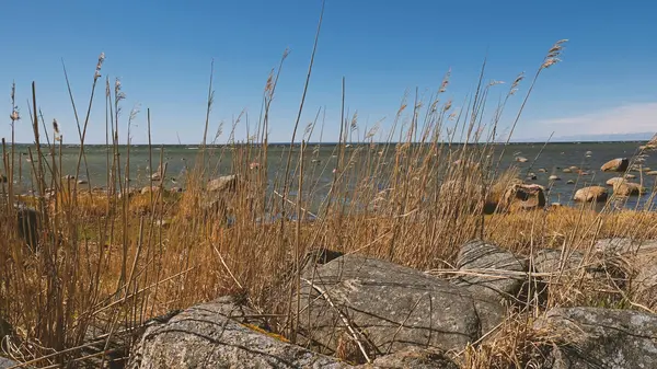 Dağılmış kayaları ve açık mavi gökyüzünün altında kuru otları olan kayalık deniz kıyıları. Sakin deniz suyu, güneşli bir günde sert kıyı manzarasıyla renksiz renklerle karşılaşır. Minimalist, şık ve modaya uygun bir kavram.