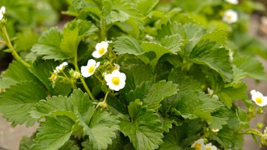 Çilek bitkisi. Çilek tomurcuklanması. Çiçekli beyaz çilek çalıları. Yaz tatlı çilek filizleri çiçek, çiçek açan bahçe meyveleri.