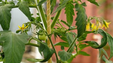 Kiraz yetiştiren domatesler. Seradaki domates dalında olgunlaşmamış yeşil meyveler. Çiçek açan ve meyve veren bir bitki. Tarım bitkileri, çiçek açma, hasat etme, bahçıvanlık..