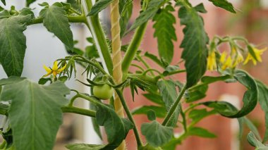 Kiraz yetiştiren domatesler. Seradaki domates dalında olgunlaşmamış yeşil meyveler. Çiçek açan ve meyve veren bir bitki. Tarım bitkileri, çiçek açma, hasat etme, bahçıvanlık..
