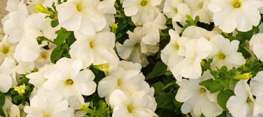 Yumuşak sarı merkezli, yoğun beyaz petunya kümelerinin güzel yakın çekimi bahçede bol bol çiçek açıyor, canlı ve zarif çiçek arkaplanı. Tebrik kartı için yumuşak çiçek arkaplanı