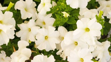 Yumuşak sarı merkezli, yoğun beyaz petunya kümelerinin güzel yakın çekimi bahçede bol bol çiçek açıyor, canlı ve zarif çiçek arkaplanı. Tebrik kartı için yumuşak çiçek arkaplanı