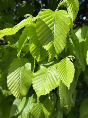 Ağaç dalındaki parlak yeşil yapraklar doğrudan güneş ışığıyla aydınlatılıyor. Taze doku ve karmaşık yaprak damarları. Doğa, çevre, botanik ve mevsimsel değişim temaları için