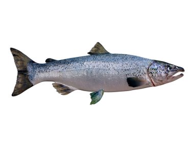 Living in the Northern Atlantic ocean the Atlantic salmon fish live in schools and mate in rivers. clipart