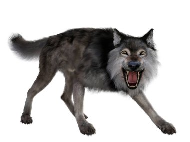 Etobur Dire Wolf Pleistozene Dönemi'nde Kuzey ve Güney Amerika'da yaşamıştır..