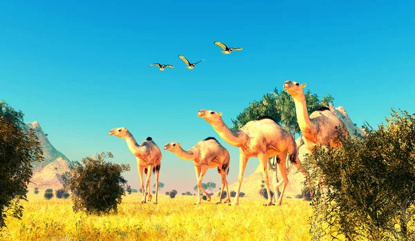 Camelops Herbívoros Viveram América Norte Durante Período Pleistoceno Três Falcões — Fotografia de Stock
