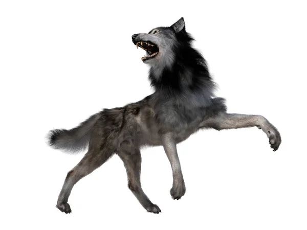 Lobo Carnívoro Dire Viveu América Norte Sul Durante Período Pleistoceno — Fotografia de Stock