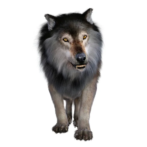 광포한 늑대는 플리스토센 시대에 북미와 남미에 살았습니다 — 스톡 사진