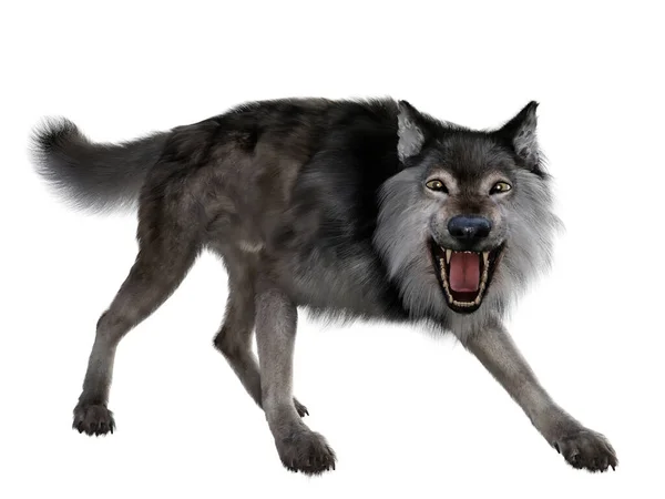 Der Fleischfressende Wolf Lebte Während Des Pleistozäns Nord Und Südamerika — Stockfoto
