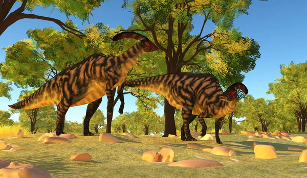 Hadrozaury Roślinożerne Zwane Dinozaurami Parasaurolophus Żyły Okresie Kredowym Ameryki Północnej — Zdjęcie stockowe