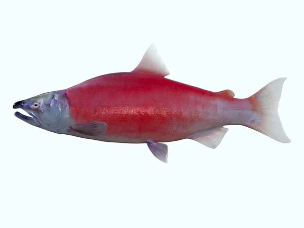 Vivendo Oceano Pacífico Norte Peixes Salmão Red Sockeye Vivem Escolas Imagem De Stock